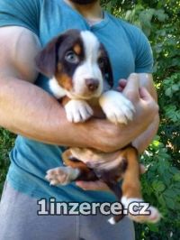 Appenzellský salašnícky pes