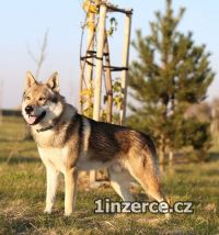 Československý vlčák - štěně