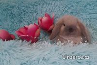 Zakrsl bernci Minilop s VP 
