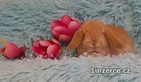 Zakrsl bernci Minilop s VP 