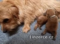 Norfolk Terrier