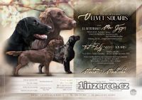 Flat Coated Retriever s PP