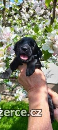 Flat Coated Retriever s PP