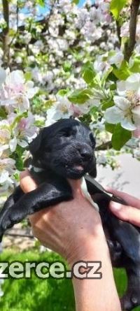 Flat Coated Retriever s PP