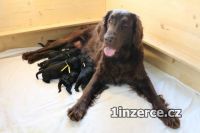 Flat Coated Retriever s PP