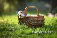 Beagle - tata s PP