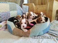 Beagle - tata s PP