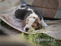 Beagle - tata s PP