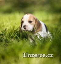 Beagle - tata s PP