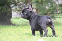 Francouzsk buldoek tata s