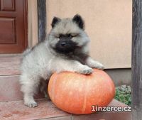 Nmeck pic vl / keeshond p