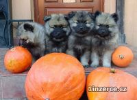 Nmeck pic vl / keeshond p