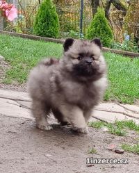 Nmeck pic vl / keeshond p