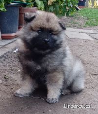 Nmeck pic vl / keeshond p