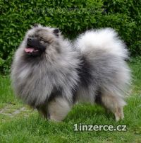 Nmeck pic vl / keeshond p