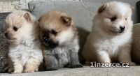 Rozkon tata pomeranian