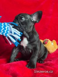 Francouzsk buldoek k adopci