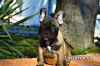 Francouzsk buldoek k adopci
