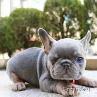 Francouzsk buldoek k adopci
