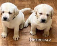 Labrador retriver s PP 