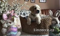 Labrador retriver s PP 