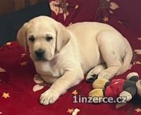 Labrador retriver s PP 
