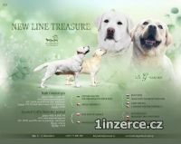 Labrador retriver s PP 