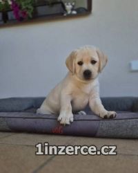Labradorsk retriever - ttka