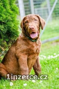 Hnd retriever(chesapeake)sPP