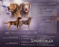 Hnd retriever(chesapeake)sPP
