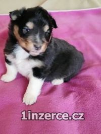 eltie - sheltie, pejsci s PP