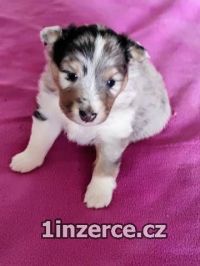eltie - sheltie, pejsci s PP