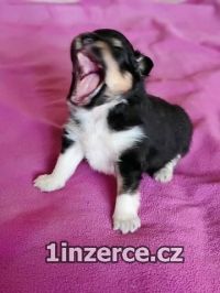 eltie - sheltie, pejsci s PP