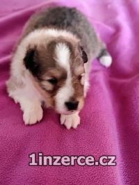 eltie - sheltie, pejsci s PP