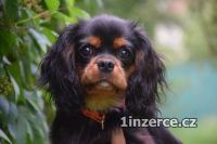 Kavalr king charles spaniel s P