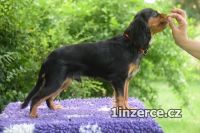 Kavalr king charles spaniel s P
