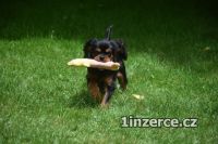 Kavalr king charles spaniel s P