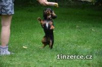 Kavalr king charles spaniel s P