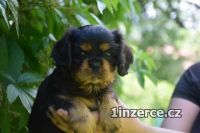 tn Kavalr King Charles pan