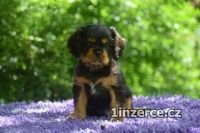 tn Kavalr King Charles pan