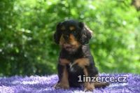 tn Kavalr King Charles pan