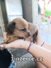 Darujeme 3 ttka