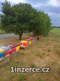 Nabzm k prodeji Vel ly.