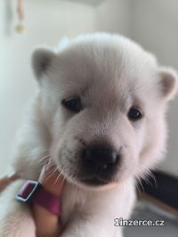 Kishu Inu (Goro bl pes)