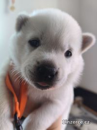 Kishu Inu (Goro bl pes)