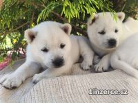 Kishu Inu (Goro bl pes)
