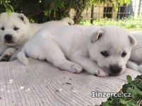 Kishu Inu (Goro bl pes)