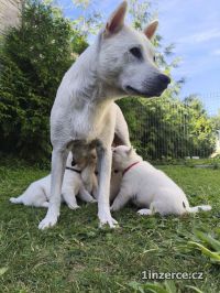 Kishu Inu (Goro bl pes)