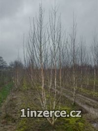 Prodej vzrostlch devin - cel 