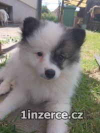 Nmeck pic stedn strako